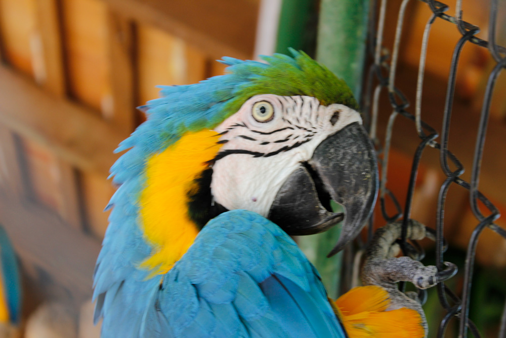 Parque Zoobotânico
